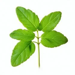 نعنا هندی (پچولی)