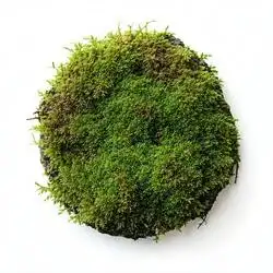 خزه بلوط
