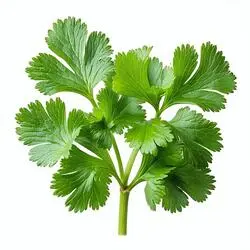 گشنیز