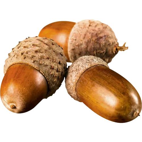 درخت بلوط
