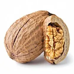 جوز هندی