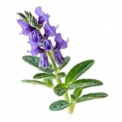 مریم گلی